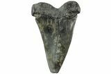 Fossil Broad-Toothed Mako Tooth - South Carolina #214490-1